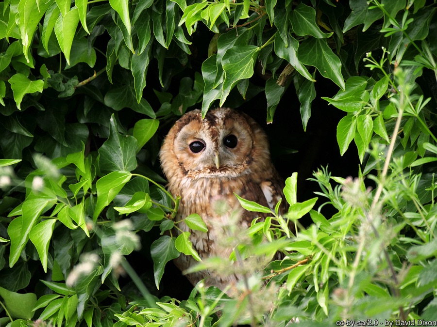Tawney owl